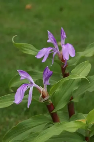 Roscoea purpurea 'Daila Lama'