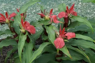 Roscoea purpurea ex 'Red Ghurka'