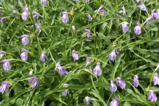 Roscoea purpurea 'Peacock Eyes'