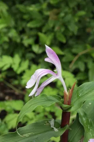 Roscoea purpurea 'Red Foot'