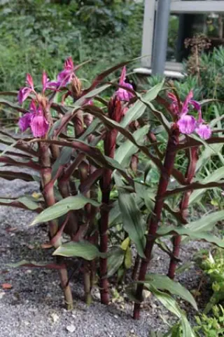 Roscoea purpurea 'Royal Purple Group'