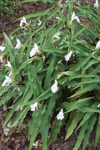 Roscoea purpurea 'Vannin'