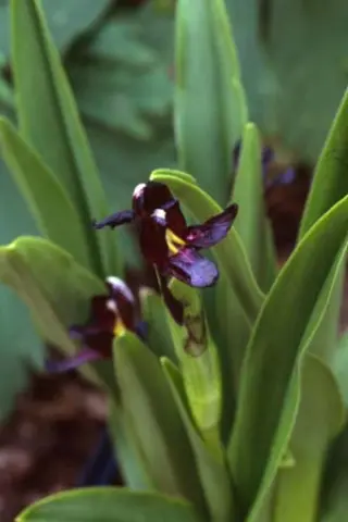 Roscoea scillifolia 'Black Form'