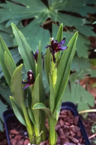Roscoea scillifolia 'Black Form'