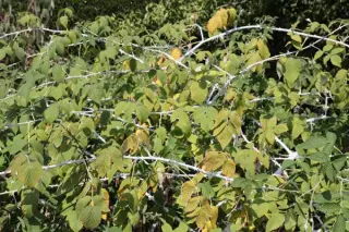 Rubus thibetanus 'Silver Fern'