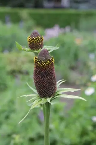 Rudbeckia alpicola
