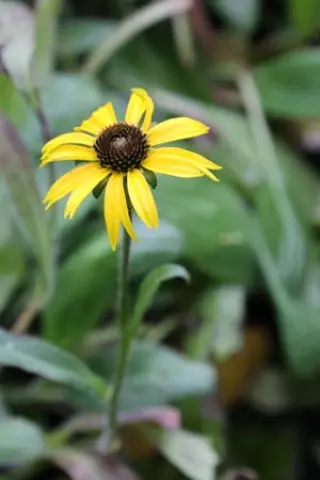 Rudbeckia x 'American Gold Rush'