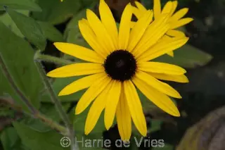 Rudbeckia fulgida var. deami