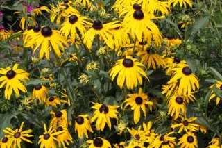 Rudbeckia fulgida 'Early Bird Gold'
