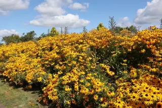 Rudbeckia fulgida 'Goldsturm'