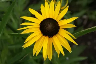 Rudbeckia fulgida var. speciosa