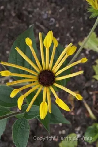 Rudbeckia 'Henry Eilers'