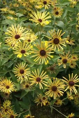 Rudbeckia 'Henry Eilers'