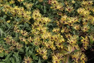 Rudbeckia 'Henry Eilers'