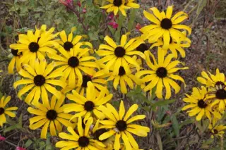 Rudbeckia missouriensis