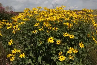 Rudbeckia subtomentosa 'Loofahsa Wheaten Gold'