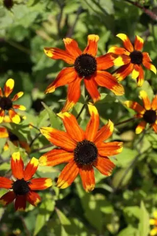 Rudbeckia triloba 'Prairie Glow'