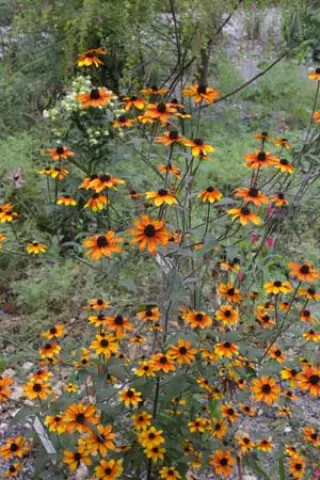 Rudbeckia triloba 'Prairie Glow'