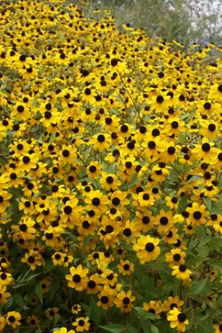 Rudbeckia triloba