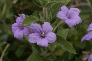 Ruellia humilis