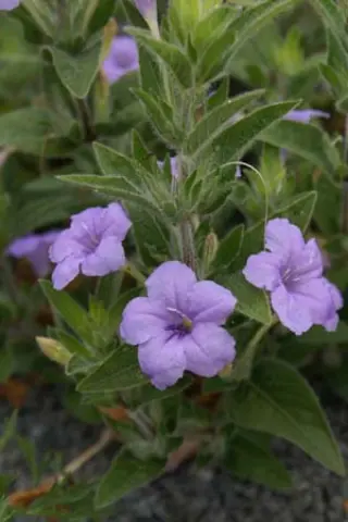 Ruellia humilis