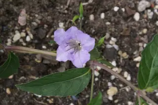 Ruellia pedunculata