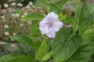 Ruellia strepens