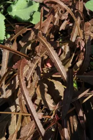 Rumex flexuosus
