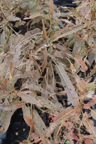 Rumex flexuosus