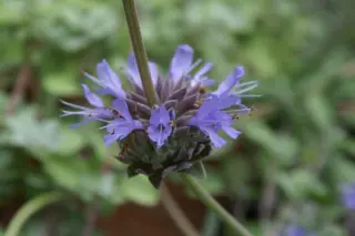 Salvia 'Allen Chickering'