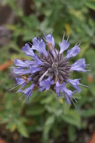 Salvia 'Allen Chickering'
