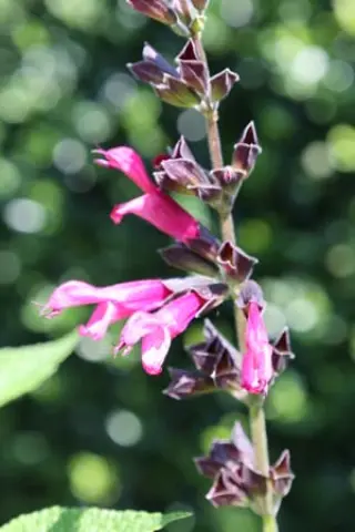 Salvia 'Amante'