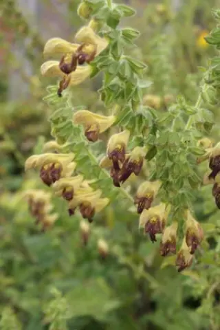 Salvia 'Amber'