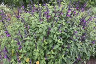 Salvia 'Amistad'