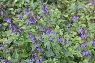 Salvia arizonica