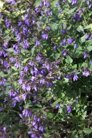 Salvia arizonica