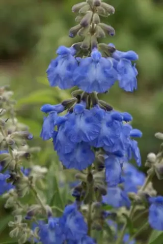 Salvia azurea 'Grandiflora'