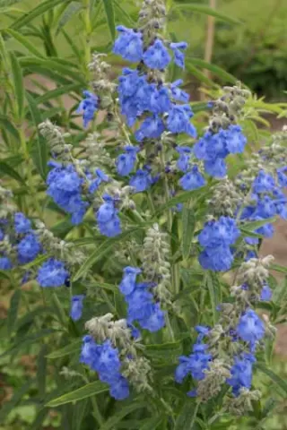 Salvia azurea 'Grandiflora'