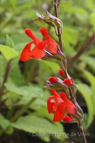 Salvia blepharophylla