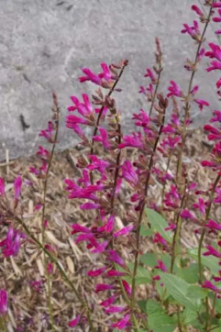 Salvia buchananii