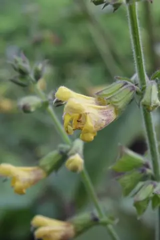 Salvia campanulata