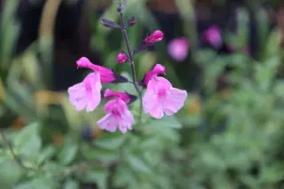 Salvia 'Candy Button' (5)