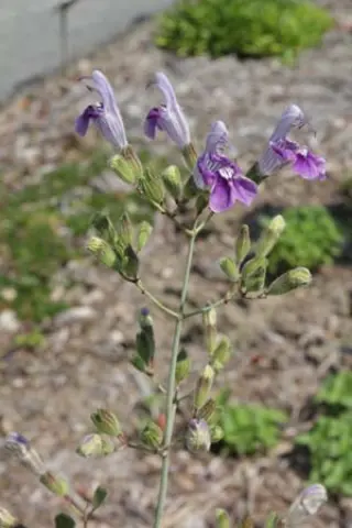 Salvia candelabrum