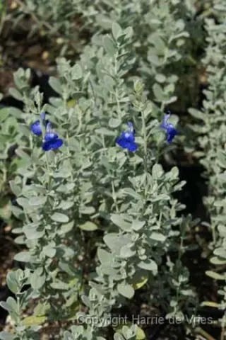 Salvia chamaedr. 'Silver Leafed Form'