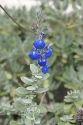 Salvia chamaedr. 'Silver Leafed Form'