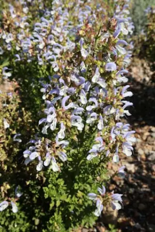 Salvia chamelaeagnea
