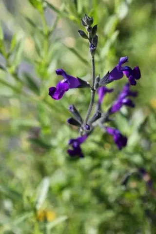 Salvia coahuilensis