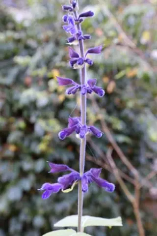 Salvia concolor