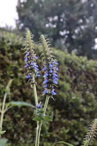 Salvia congestiflora