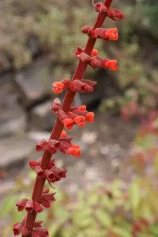 Salvia confertiflora